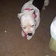 Pebbles is registered to the contest to win money with this photo: dog, pet, indoor, carpet, toy, white, black, collar, animal, chewing, floor, household, play, canine, mammal, domestic, resting, cute, companion, brown