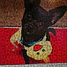 dog, black_dog, jigsaw_puzzle, puzzle, yellow_shirt, red_background, website_screenshot, mobile_browser, text_overlay, shopping_cart_icon, search_icon, navigation_menu, free_shipping_banner, product_page, pet, animal, collar, close_up, photo_of_photo, internet