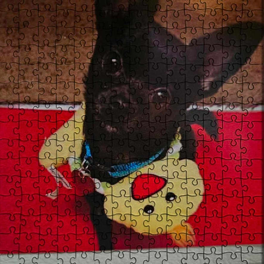 Koda