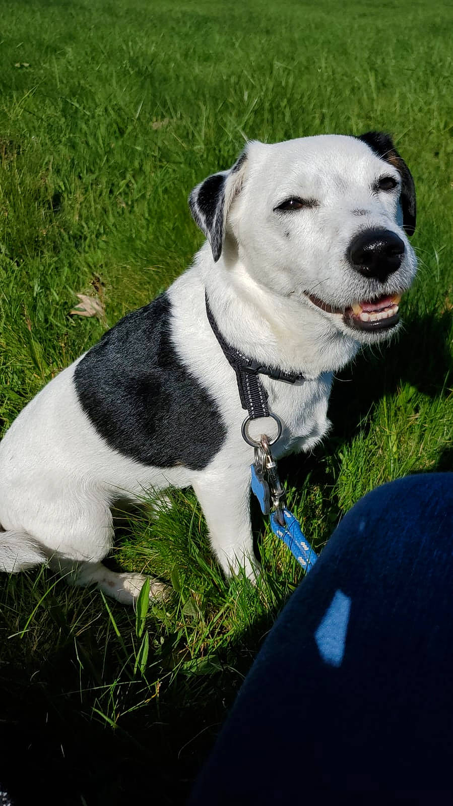 Obby participe au concours pour gagner de l'argent avec cette photo : adventure, canidae, carnivore, collar, companion_dog, dog, dog_breed, dog_collar, dog_supply, fashion_accessory, grass, leash, non_sporting_group, pet_supply, plant, whiskers, working_animal, working_dog