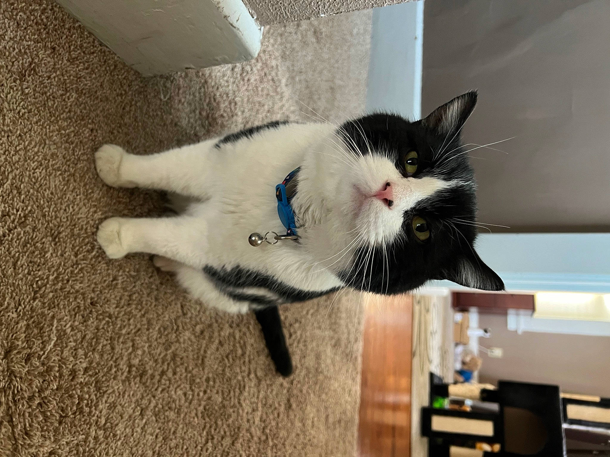 Cosmo joined the competition — help win amazing prizes! carnivore, cat, claw, comfort, domestic_short_haired_cat, felidae, flooring, fur, hardwood, paw, small_to_medium_sized_cats, snout, tail, whiskers, wood