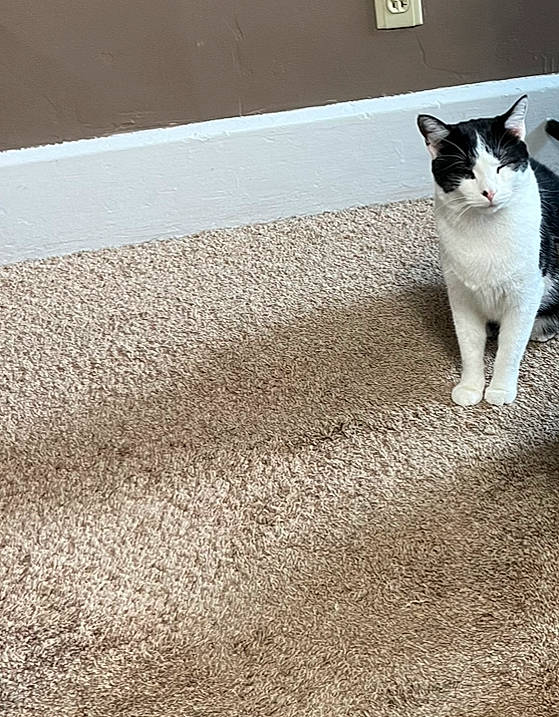 Tamil joined the competition — help win amazing prizes! asphalt, carnivore, cat, domestic_short_haired_cat, felidae, flooring, fur, grass, hardwood, human_leg, paw, road_surface, shadow, small_to_medium_sized_cats, soil, tail, tints_and_shades, whiskers, window, wood