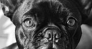Pearl participe au concours pour gagner de l'argent avec cette photo : animal, black_and_white, canine, close_up, companion, cute, dog, domestic_animal, ears, expression, eyes, face, french_bulldog, fur, indoor, looking_at_camera, muzzle, pet, portrait, snout