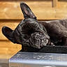 Pearl participe au concours pour gagner de l'argent avec cette photo : animal, black, canine, closeup, cute, dog, ears, face, french_bulldog, fur, nap, outdoor, pet, portrait, relaxation, resting, sleeping, snout, sunlight, wrinkles