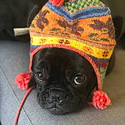 Pearl a rejoint le concours — aidez-le/la à gagner de superbes lots ! adorable, animal, black_dog, close_up, colorful_hat, couch, cozy, cute, dog, expression, fur, indoors, knitted_hat, pet, pom_poms, portrait, resting, soft_texture, warm, winter
