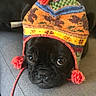 adorable, animal, black_dog, close_up, colorful_hat, couch, cozy, cute, dog, expression, fur, indoors, knitted_hat, pet, pom_poms, portrait, resting, soft_texture, warm, winter