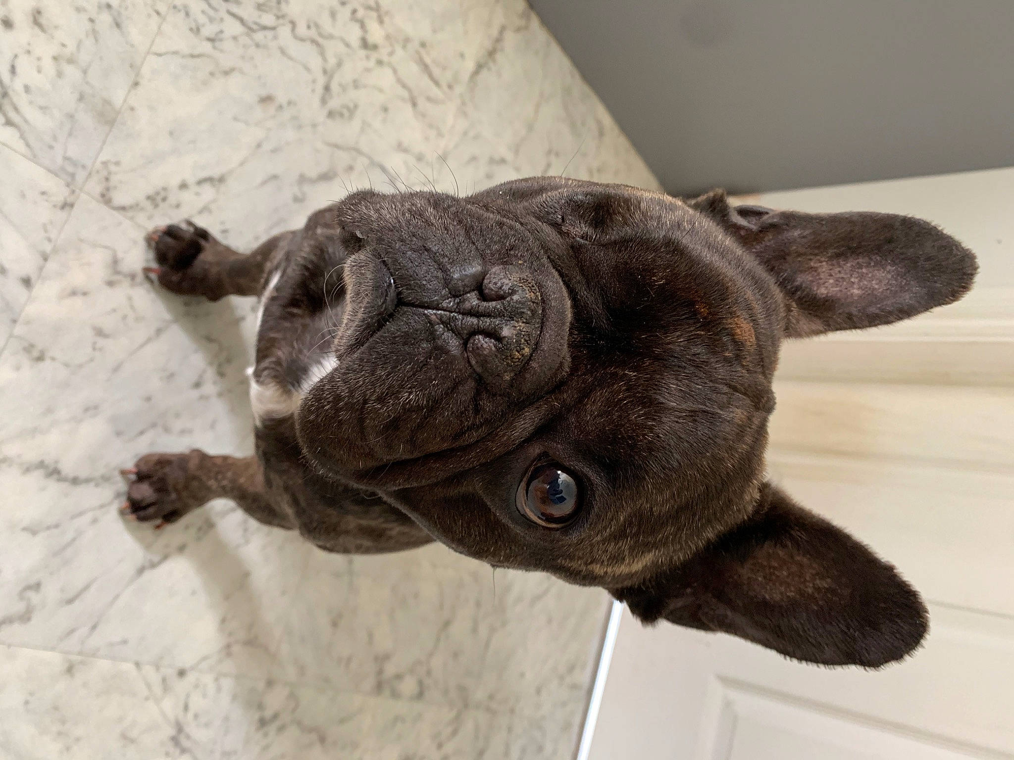 Boss joined the competition — help win amazing prizes! art, artifact, canidae, dog_breed, ear, fawn, felidae, fish, fur, liver, metal, sculpture, snout, statue, stuffed_toy, tail, terrestrial_animal, toy, whiskers, working_animal