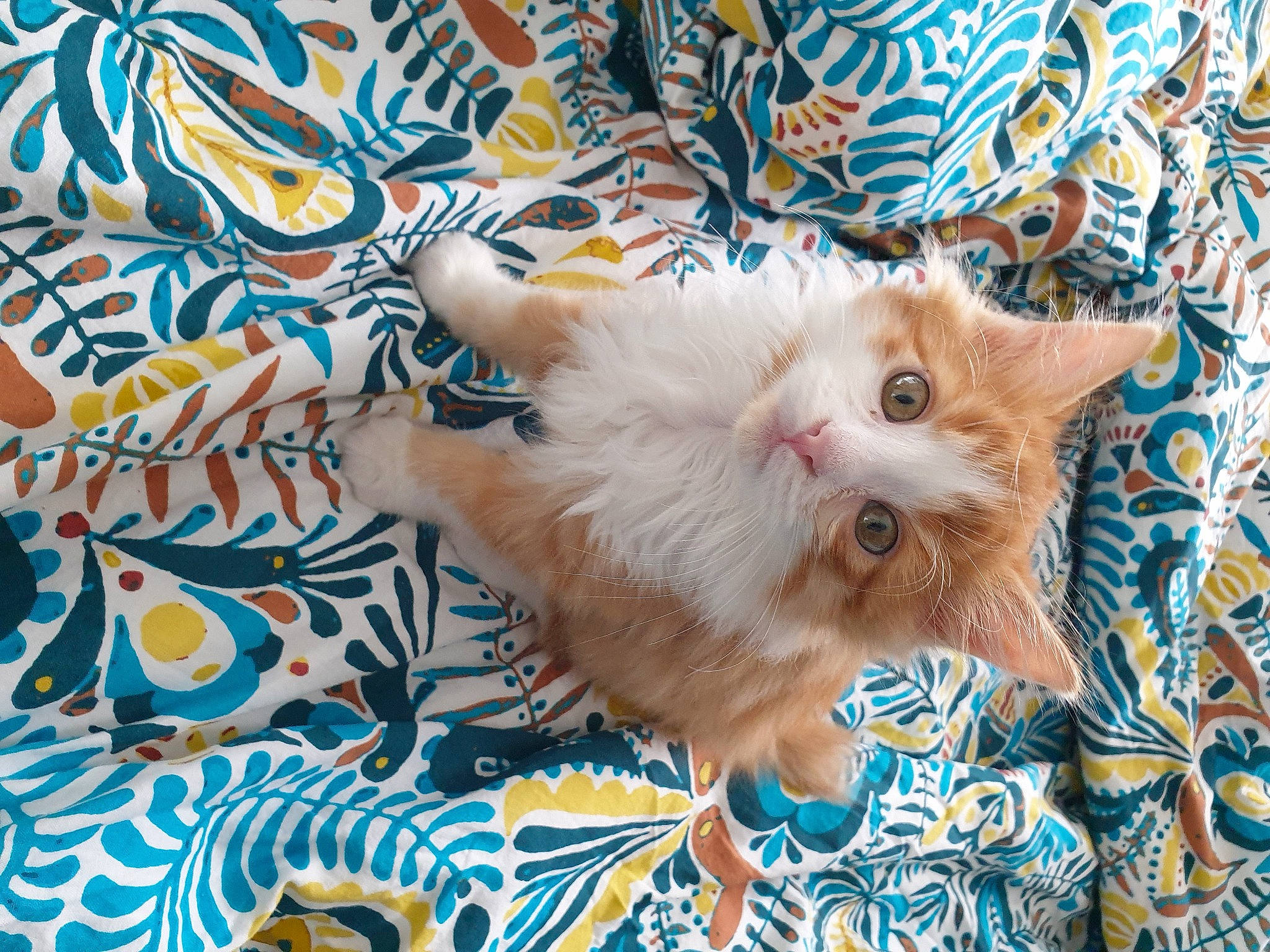 Philibert a rejoint le concours — aidez-le/la à gagner de superbes lots ! carnivore, cat, fawn, felidae, fur, kitten, maine_coon, mammal, persian, ragamuffin, ragdoll, small_to_medium_sized_cats, whiskers