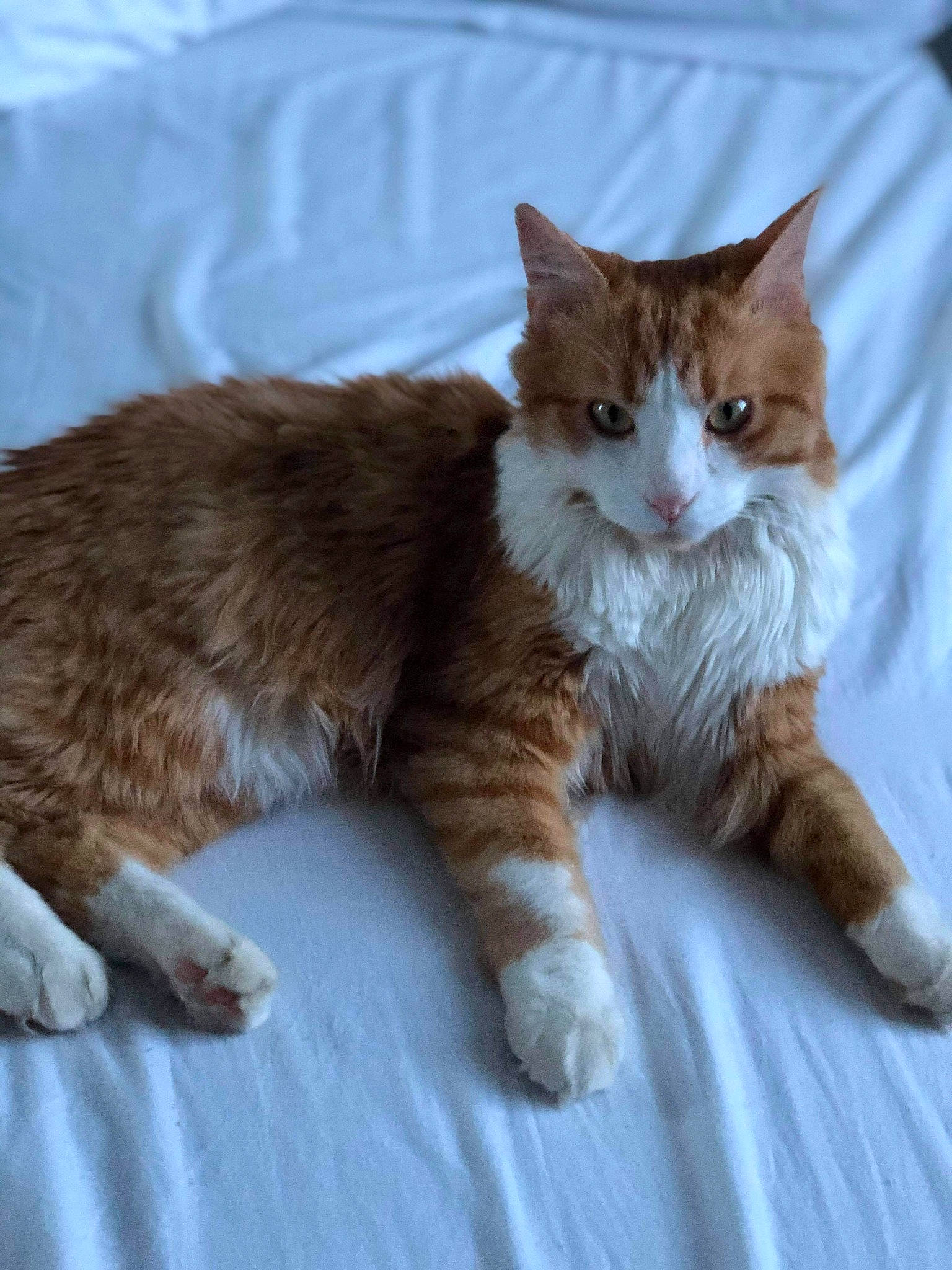 Philibert a rejoint le concours — aidez-le/la à gagner de superbes lots ! aegean_cat, american_wirehair, british_semi_longhair, carnivore, cat, cymric, domestic_long_haired_cat, domestic_short_haired_cat, european_shorthair, fawn, felidae, german_rex, kurilian_bobtail, mammal, norwegian_forest_cat, ragamuffin, small_to_medium_sized_cats, tabby_cat, vertebrate, whiskers