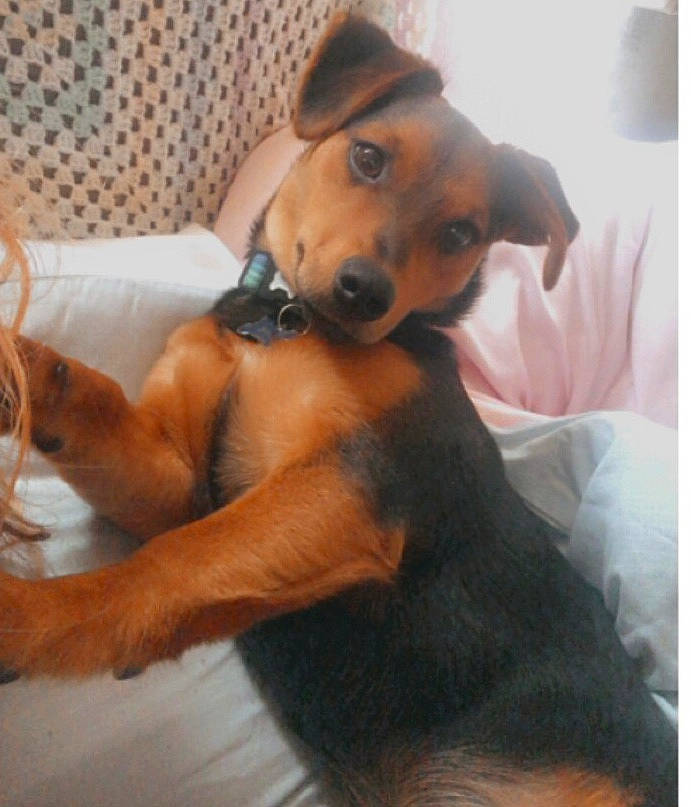 Rolo is registered to the contest to win money with this photo: canidae, carnivore, comfort, companion_dog, dog, dog_breed, dog_supply, ear, fawn, fur, liver, paw, pet_supply, snout, sporting_group, terrestrial_animal, toy, toy_dog, whiskers, working_animal