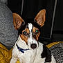 éros participe au concours pour gagner de l'argent avec cette photo : accessories, animal, beagle, canine, chihuahua, couch, cushion, dog, furniture, homedecor, hound, pet, puppy, racket, snout, sport, strap, tennis, tennisracket, terrier