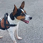 éros a rejoint le concours — aidez-le/la à gagner de superbes lots ! alert, animal, background_plants, canine, daylight, dog, ears_up, fence, friendly, gravel, harness, outdoor, panting, pavement, pet, side_view, small_dog, standing, tricolor, urban