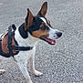 alert, animal, background_plants, canine, daylight, dog, ears_up, fence, friendly, gravel, harness, outdoor, panting, pavement, pet, side_view, small_dog, standing, tricolor, urban
