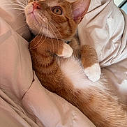 Tigger joined the competition — help win amazing prizes! cat, kitten, orange_cat, white_paws, whiskers, bed, blanket, soft, cozy, indoor, pet, fur, cute, relaxed, lying_down, curious, closeup, portrait, animal, young