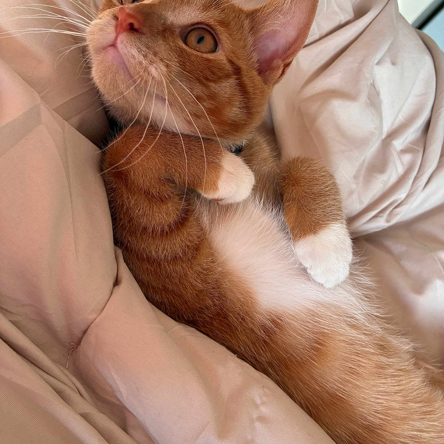 Tigger