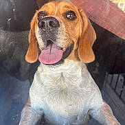 Lou joined the competition — help win amazing prizes! dog, beagle, tongue_out, happy, pet, animal, close_up, glass_surface, indoor, brown_ears, white_fur, black_nose, front_paws, smiling, cute, canine, face, looking_up, reflection, fur