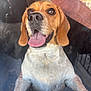 dog, beagle, tongue_out, happy, pet, animal, close_up, glass_surface, indoor, brown_ears, white_fur, black_nose, front_paws, smiling, cute, canine, face, looking_up, reflection, fur