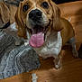 Lou is registered to the contest to win money with this photo: dog, beagle, tongue_out, happy, indoor, wooden_floor, toy, plush_toy, pet, animal, canine, floor_rug, brown, white, ears, eyes, snout, playing, companion, two_dogs