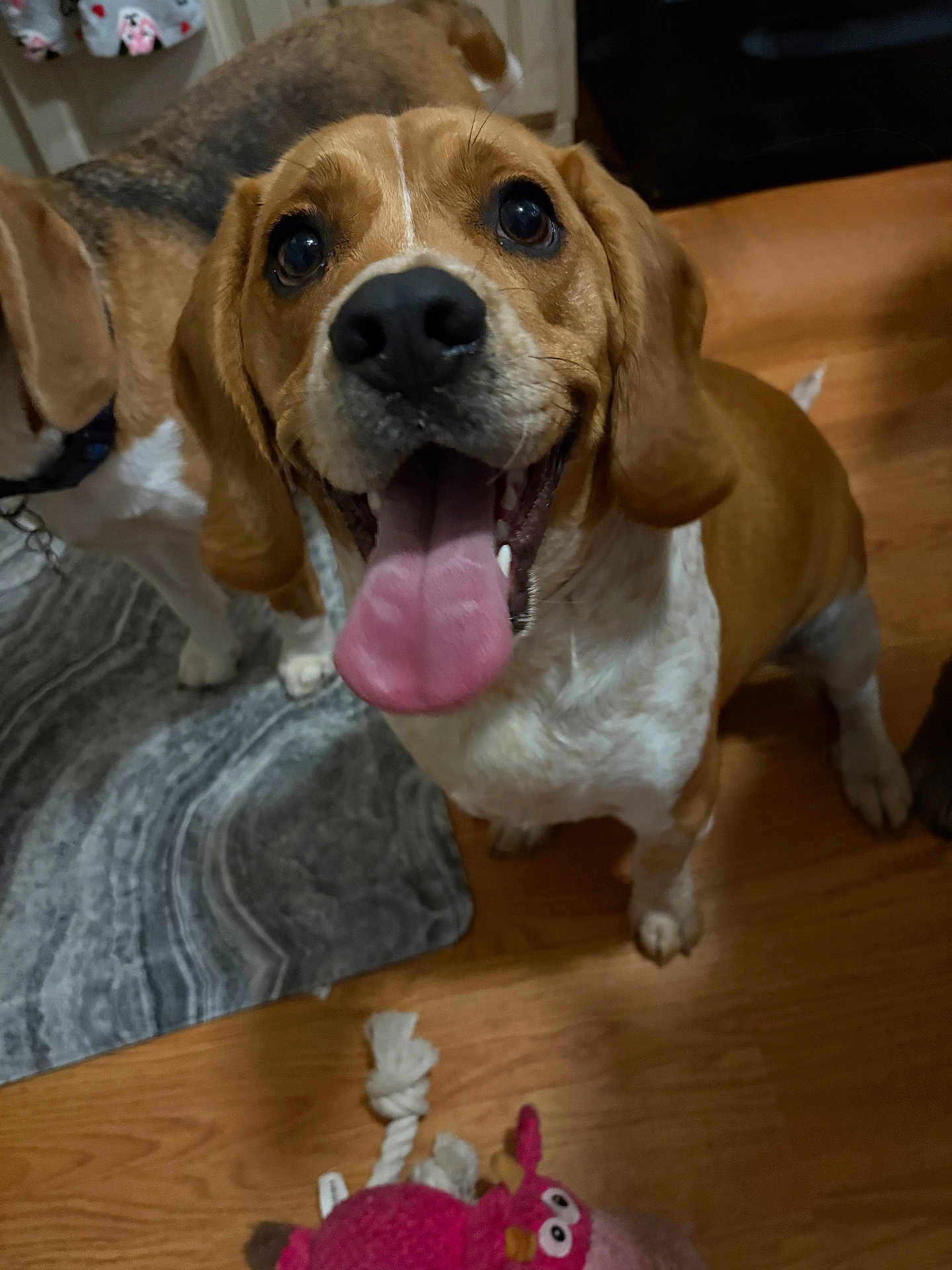 Lou is registered to the contest to win money with this photo: dog, beagle, tongue_out, happy, indoor, wooden_floor, toy, plush_toy, pet, animal, canine, floor_rug, brown, white, ears, eyes, snout, playing, companion, two_dogs