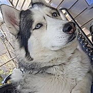 Storm joined the competition — help win amazing prizes! dog, husky, blue_eyes, fur, pet, animal, portrait, outdoor, chair, porch, window, relaxed, sitting, close_up, canine, fluffy, domestic_animal, nature, daylight, collar