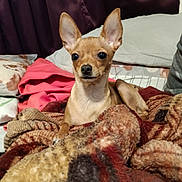 Sugar is registered to the contest to win money with this photo: alert, animal, bed, blanket, brown, canine, chihuahua, cozy, curtain, cute, dog, domestic_animal, fur, indoor, pet, pillow, portrait, relaxing, resting, small_dog