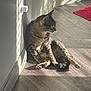 cat, tabby, sunlight, shadow, floor, wooden_floor, wall, red_rug, indoor, pet, animal, relaxing, sitting, feline, domestic_cat, cozy, light, shadow_play, quiet, resting