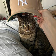 Latto is registered to the contest to win money with this photo: cat, tabby, bed, hand, cap, baseball_cap, indoor, pet, feline, curious, striped, whiskers, soft, blanket, cozy, domestic, animal, cute, resting, fur