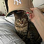 cat, tabby, bed, hand, cap, baseball_cap, indoor, pet, feline, curious, striped, whiskers, soft, blanket, cozy, domestic, animal, cute, resting, fur