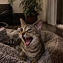 cat, tabby_cat, pet, indoor, cozy, furniture, plant, living_room, fur, bed, expression, animal, mammal, whiskers, comfort, home, relaxed, cute, mouth_open, wide_eyes