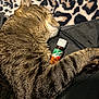 cat, tabby, sleeping, leopard_print, bottle, tajin, spice, fur, paw, black_surface, close_up, cozy, resting, pet, animal, domestic_cat, striped, whiskers, relaxation, indoor