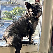 Mr B joined the competition — help win amazing prizes! animal, bostonbull, bulldog, canine, car, dog, frenchbulldog, machine, pet, pug, puppy, transportation, vehicle, wheel, window, windowsill