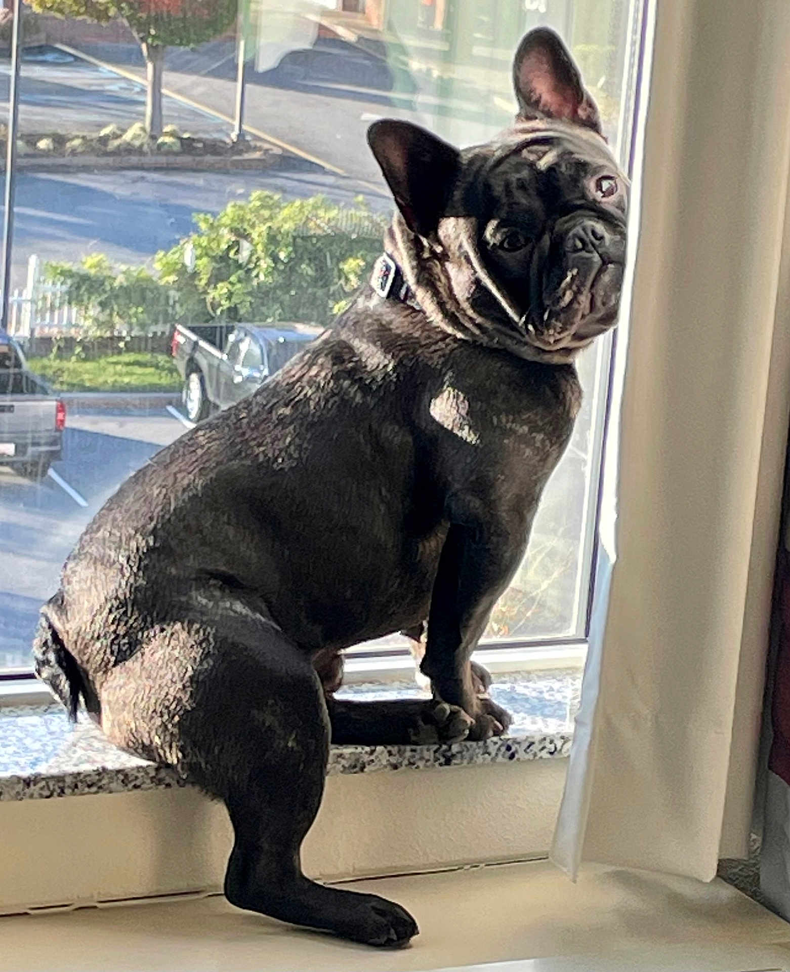 Mr B joined the competition — help win amazing prizes! animal, bostonbull, bulldog, canine, car, dog, frenchbulldog, machine, pet, pug, puppy, transportation, vehicle, wheel, window, windowsill