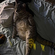 Milo is registered to the contest to win money with this photo: cat, tabby, bed, blanket, fur, relaxed, indoor, animal, pet, sleepy, stretching, cozy, feline, whiskers, paw, tail, soft_light, domestic, resting, comfort
