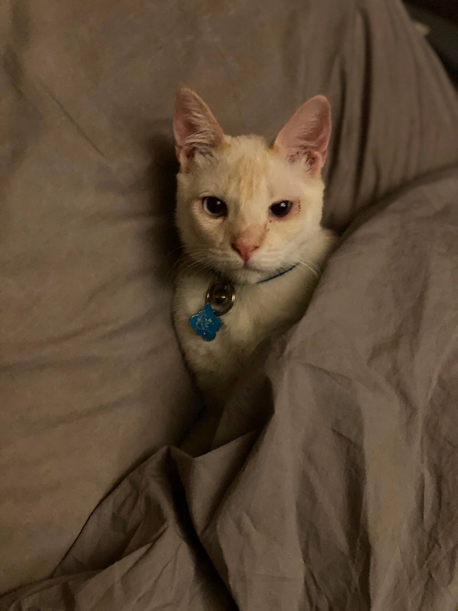 Bluey is registered to the contest to win money with this photo: carnivore, cat, comfort, domestic_short_haired_cat, ear, fawn, felidae, fur, paw, small_to_medium_sized_cats, snout, tail, terrestrial_animal, whiskers