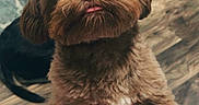 Jericho is registered to the contest to win money with this photo: dog, puppy, brown_fur, fluffy, sitting, front_view, tongue, pet, indoors, home, wood_floor, rug, pillow, doorway, pink_pajamas, paw, cute, portrait, companion_animal, playful