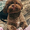 brown_fur, companion_animal, cute, dog, doorway, fluffy, front_view, home, indoors, paw, pet, pillow, pink_pajamas, playful, portrait, puppy, rug, sitting, tongue, wood_floor