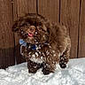 Jericho is registered to the contest to win money with this photo: dog, small_dog, brown_fur, snow, winter, outdoor, wooden_fence, tongue_out, fluffy, cute, pet, collar, blue_collar, snowy_fur, standing, portrait, animal, white_snow, rustic_background, funny