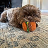 Jericho is registered to the contest to win money with this photo: dog, puppy, shaggy_fur, brown_fur, small_dog, pet, animal, face, eyes, nose, mouth, toy, hamburger_toy, stuffed_animal, lying_down, carpet, indoor, home, portrait, funny