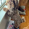 animal, animal_friendship, brown_dog, cat, curious, daylight, dog, fluffy, funny_pose, fur, hardwood_floor, home, indoors, lounge, pet, pet_bed, portrait, small_dog, standing, window