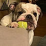 animal, ball, bostonbull, boxer, bulldog, canine, couch, dog, face, football, frenchbulldog, furniture, head, person, pet, pitbull, puppy, sport, tennis, tennisball