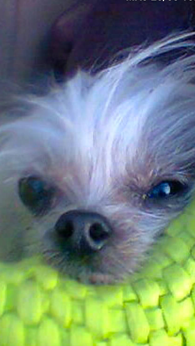 Youyou a rejoint le concours — aidez-le/la à gagner de superbes lots ! canidae, carnivore, close_up, companion_dog, dog, dog_breed, dog_supply, ear, electric_blue, fawn, fur, liver, puppy_love, small_terrier, snout, sporting_group, terrier, toy_dog, whiskers, working_animal