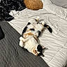 cat, bed, blanket, pillow, fur, sleeping, relaxed, indoor, cozy, calico_cat, orange_cat, curled_up, lying_down, pet, animal, domestic, soft, comfort, resting, white_bedspread