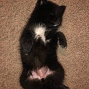Brinlee is registered to the contest to win money with this photo: puppy, dog, black_fur, white_patch, lying_down, sleeping, carpet, pet, cute, fluffy, relaxed, domestic_animal, young_animal, indoor, animal, mammal, small_dog, adorable, resting, furry