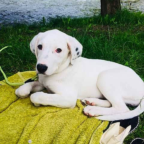 Niska participe au concours pour gagner de l'argent avec cette photo : canidae, carnivore, companion_dog, dog, dog_breed, dogo_argentino, dogo_guatemalteco, istrian_coarse_haired_hound, labrador_retriever, mammal, non_sporting_group, pointer, puppy, rajapalayam, rare_breed_dog, sporting_group, tail, vertebrate