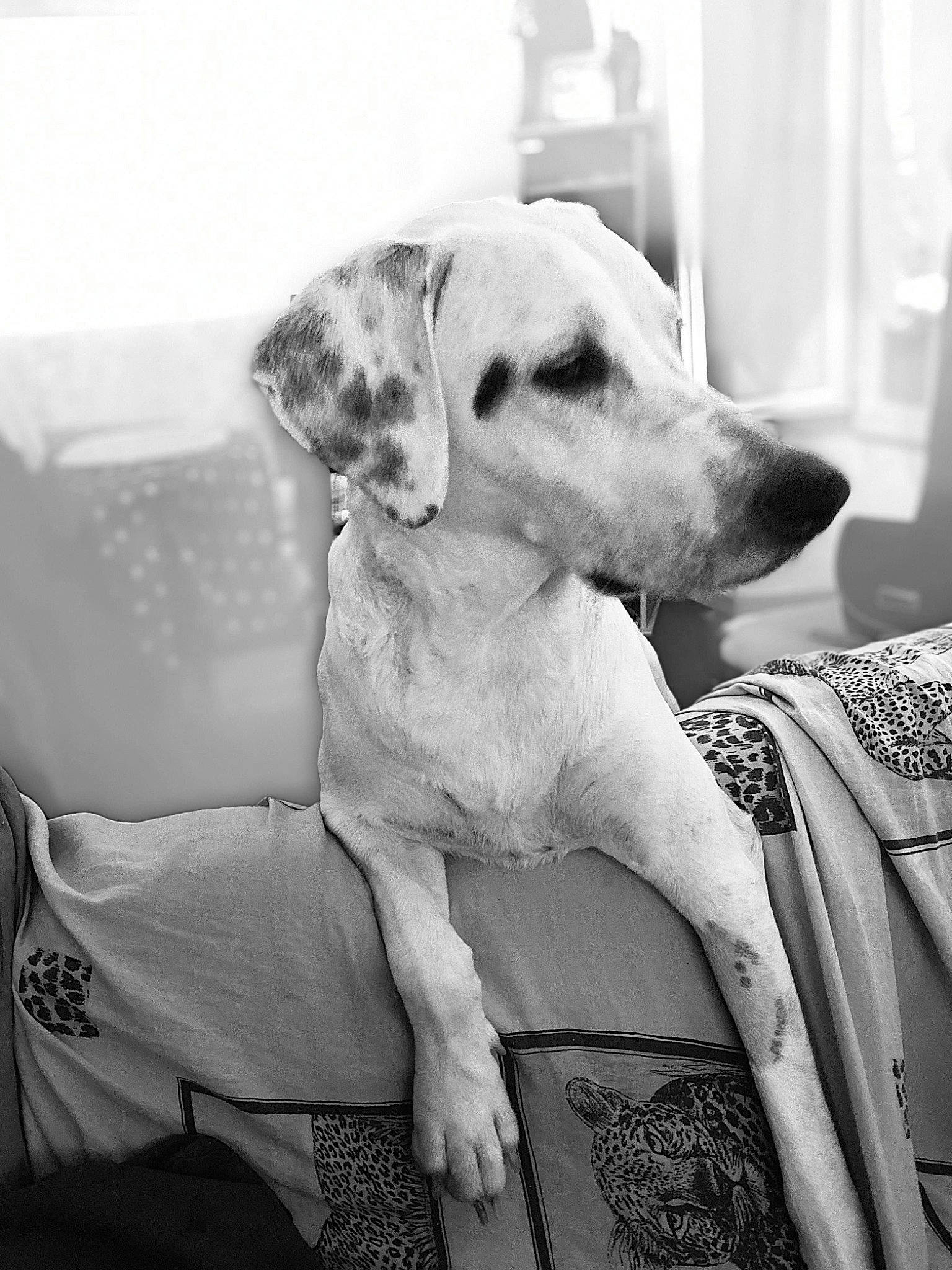 Niska participe au concours pour gagner de l'argent avec cette photo : black, black_and_white, canidae, carnivore, companion_dog, dog, dog_breed, labrador_retriever, monochrome, monochrome_photography, puppy_love, sitting, snout, sporting_group, style, white