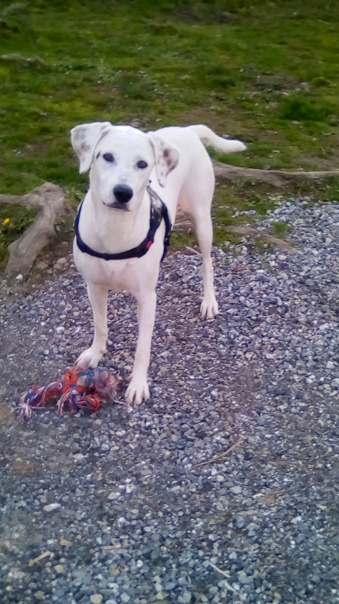 Niska a rejoint le concours — aidez-le/la à gagner de superbes lots ! canidae, carnivore, cretan_hound, dog, dog_breed, dogo_argentino, dogo_guatemalteco, fawn, labrador_retriever, mammal, non_sporting_group, rare_breed_dog, snout, sporting_group, tail, vertebrate