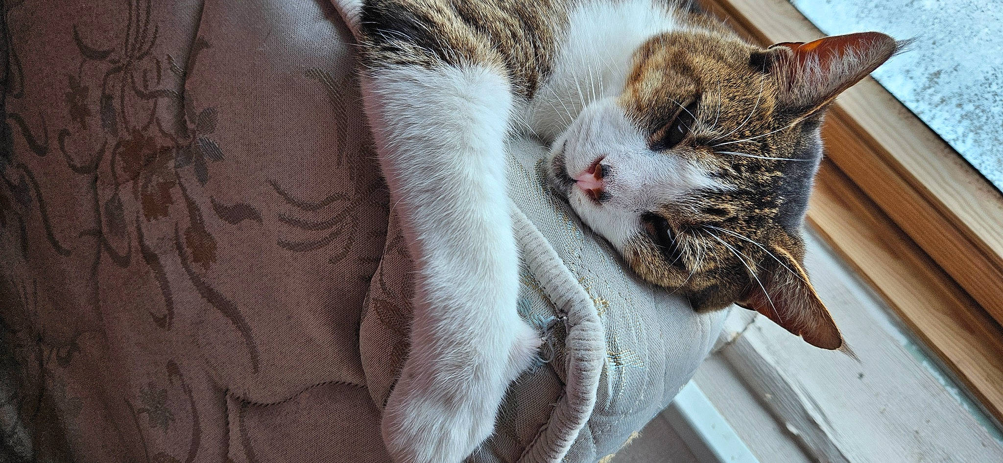 Caramel participe au concours pour gagner de l'argent avec cette photo : carnivore, cat, cat_supply, claw, comfort, domestic_short_haired_cat, felidae, fur, nap, paw, sleep, small_to_medium_sized_cats, snout, tail, terrestrial_animal, tree, whiskers, window, wood