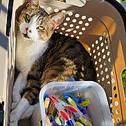 Caramel a rejoint le concours — aidez-le/la à gagner de superbes lots ! cat, tabby_cat, pet_carrier, animal, feline, sitting, lying_down, white_chest, striped_fur, green_eyes, whiskers, ears, sunlight, outdoor, plastic, colorful_objects, clothespins, travel, relaxed, portrait