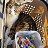 cat, tabby_cat, pet_carrier, animal, feline, sitting, lying_down, white_chest, striped_fur, green_eyes, whiskers, ears, sunlight, outdoor, plastic, colorful_objects, clothespins, travel, relaxed, portrait