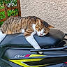Caramel participe au concours pour gagner de l'argent avec cette photo : animal, bumper, cat, grass, helmet, lawn, machine, motorcycle, motorscooter, nature, outdoors, pet, plant, pottedplant, scooter, snow, transportation, vehicle, water, wheel